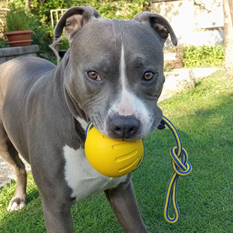 Rocco, pitbull, che morde la palla in gomma