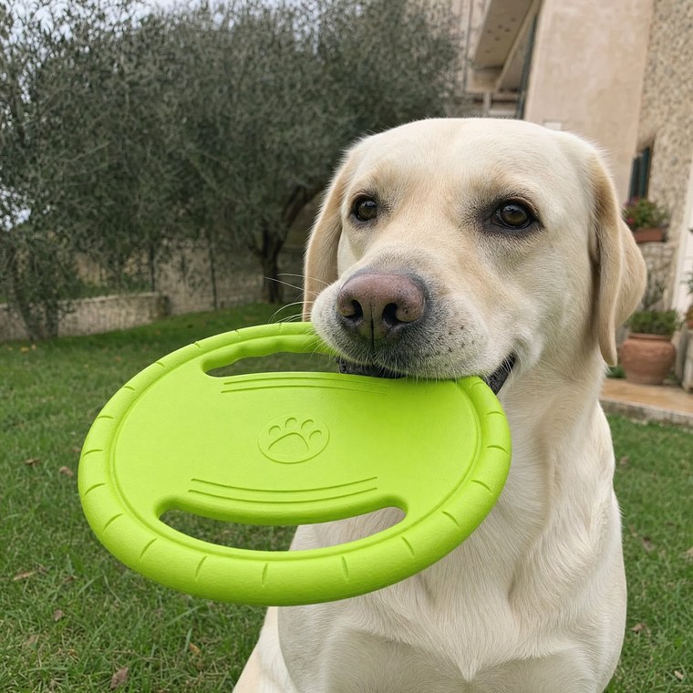 Nina, labrador, con il frisbee rigido in bocca