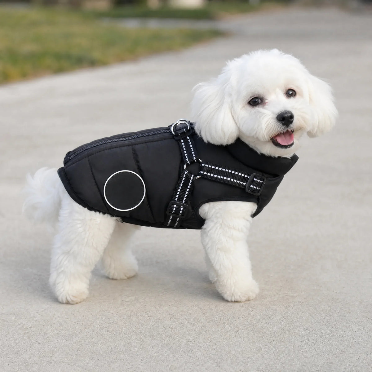 Cane al guinzaglio con gilet impermeabile durante una passeggiata autunnale