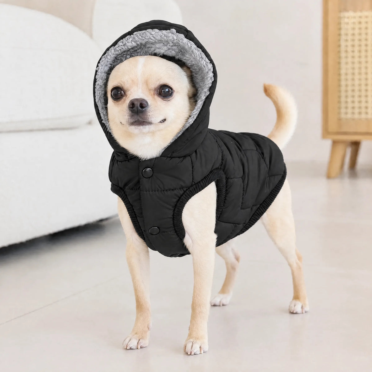 Chihuahua in casa con cappottino imbottito nero e cappuccio foderato