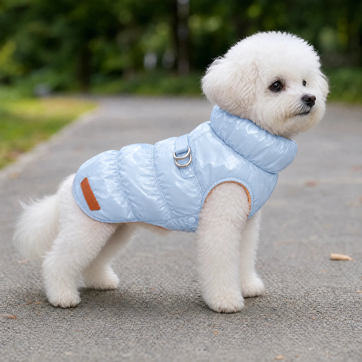 Cane che passeggia con il cappottino piumino azzurro
