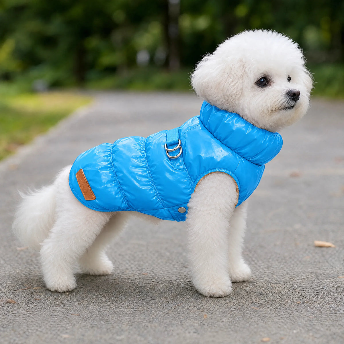 Cane che passeggia con il cappottino piumino celeste