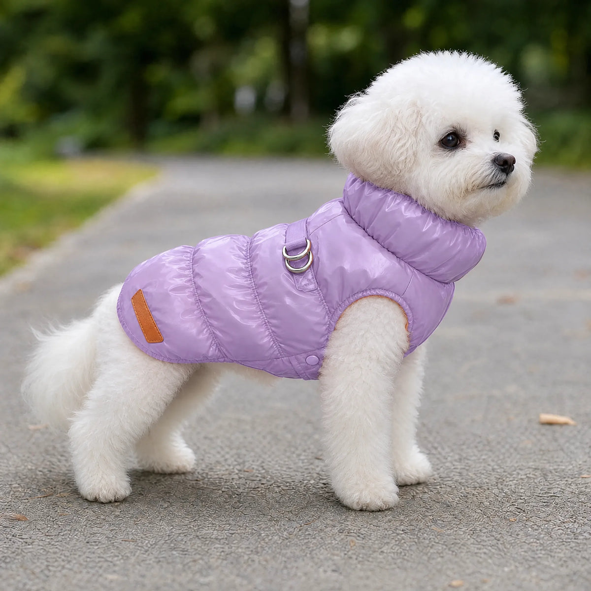 Cane che passeggia con il cappottino piumino lilla