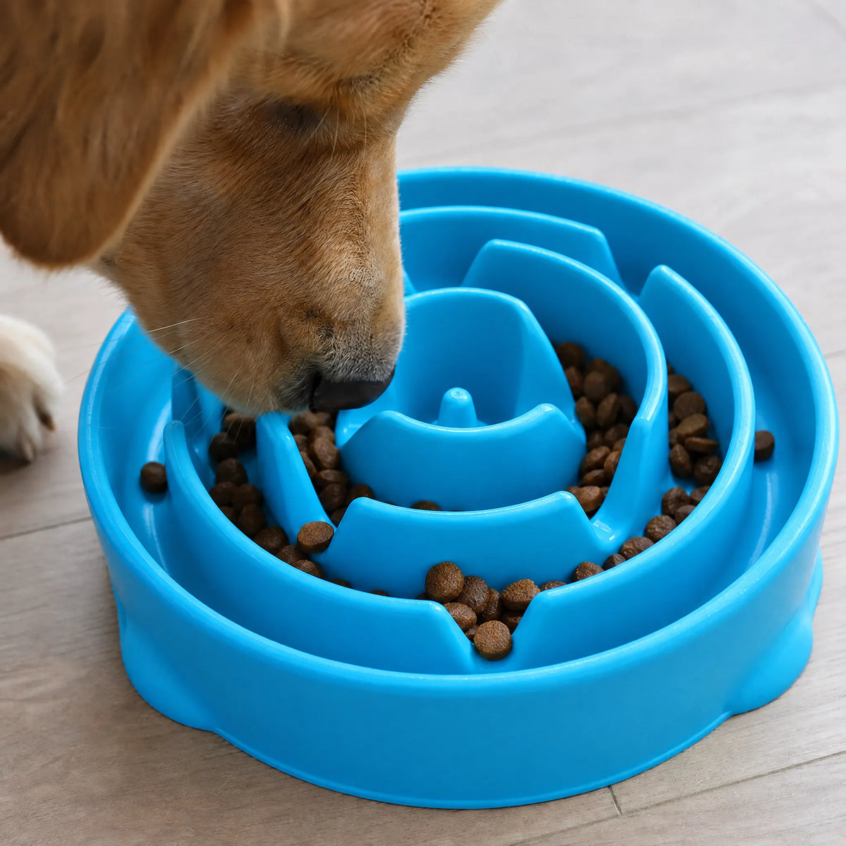 Cane che mangia da una ciotola anti ingozzamento blu in cucina