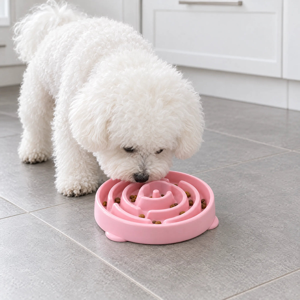 Bichon Frisé cerca le crocchette nella ciotola anti-ingozzamento rosa in cucina