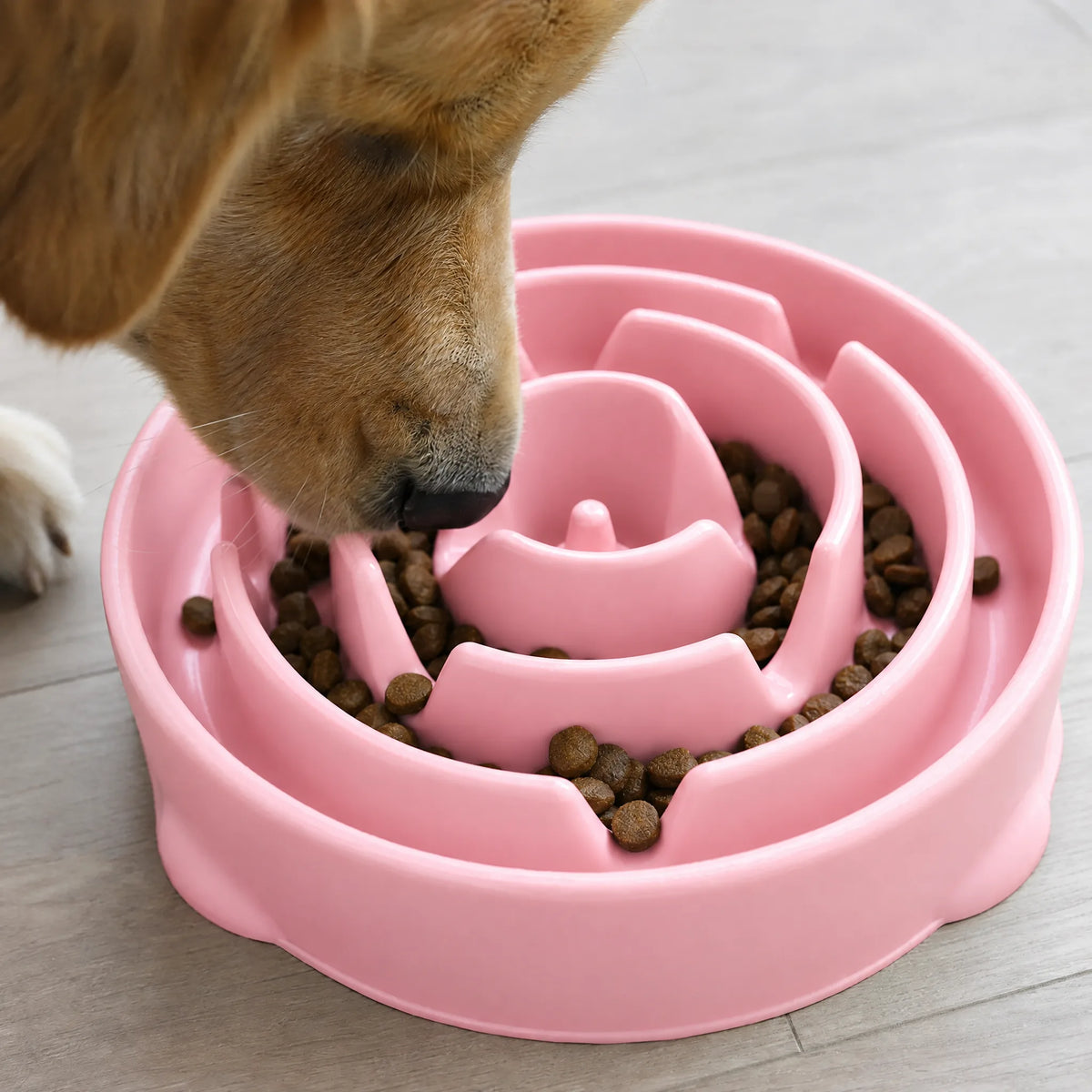 Cane che mangia da una ciotola anti ingozzamento rosa in cucina
