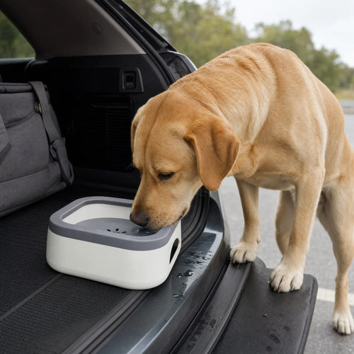 Labrador beve dalla ciotola antiribaltamento nel bagagliaio dell'auto durante una sosta in viaggio