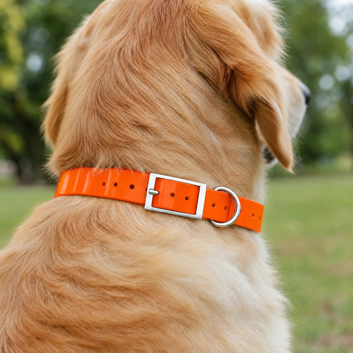 Golden retriever nel parco con il collare impermeabile in TPU arancione