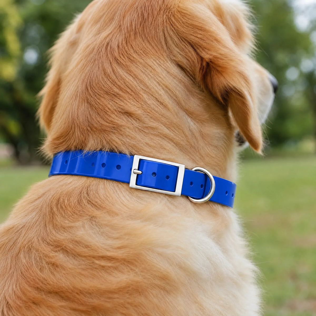 Golden retriever nel parco con il collare impermeabile in TPU blu