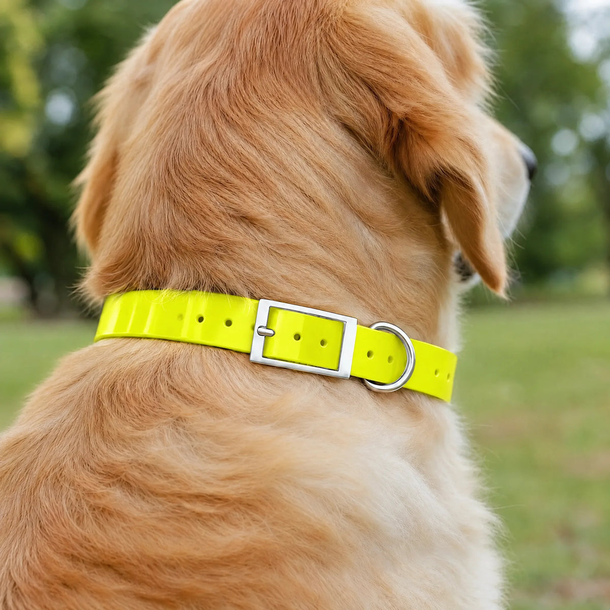 Golden retriever nel parco con il collare impermeabile in TPU giallo neon