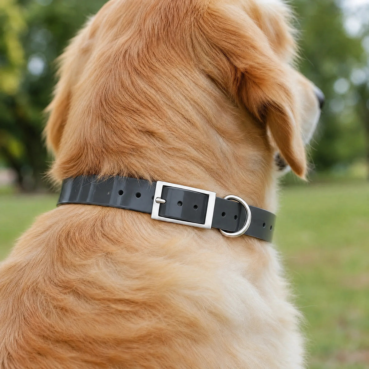 Golden retriever nel parco con il collare impermeabile in TPU grigio scuro