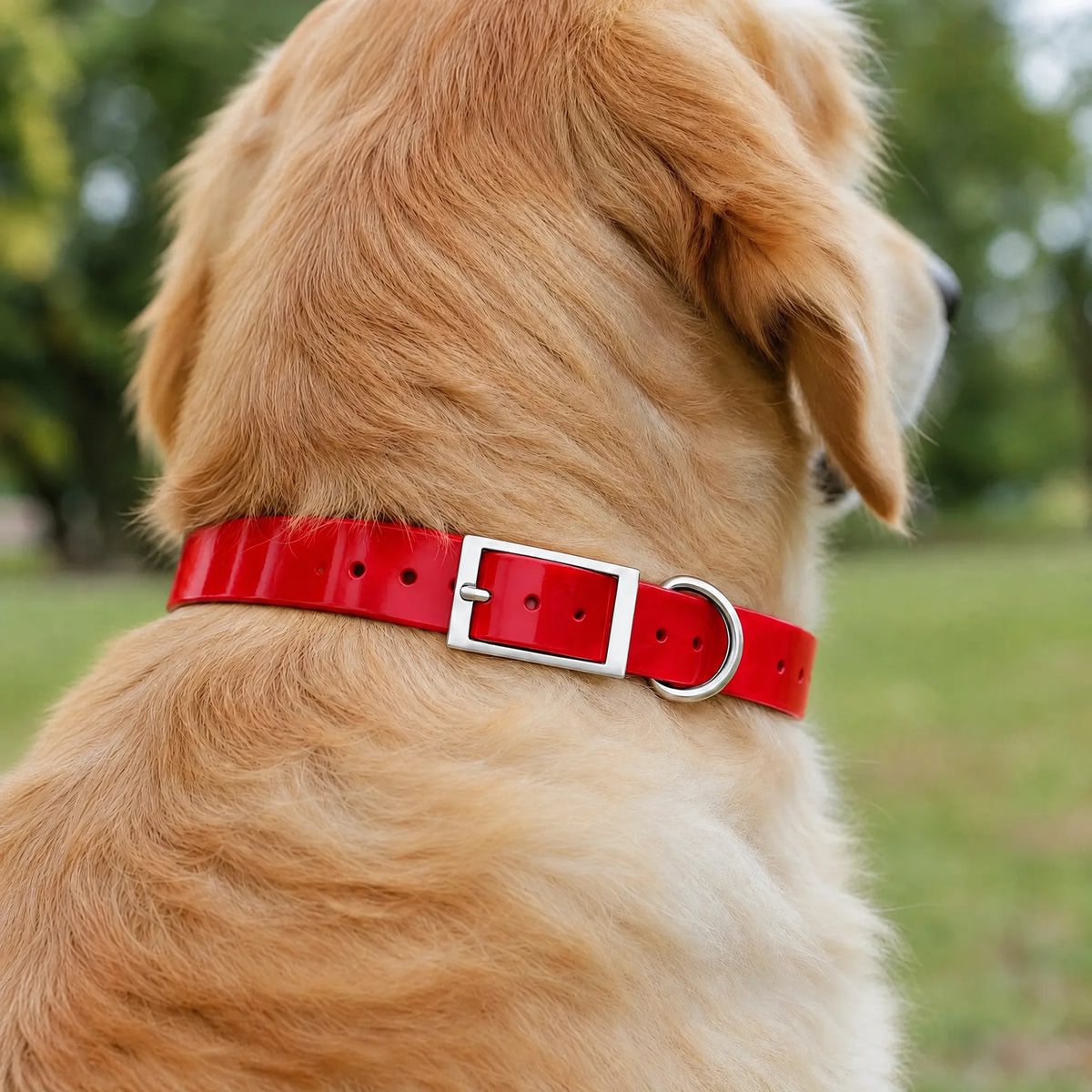 Golden retriever nel parco con il collare impermeabile in TPU rosso