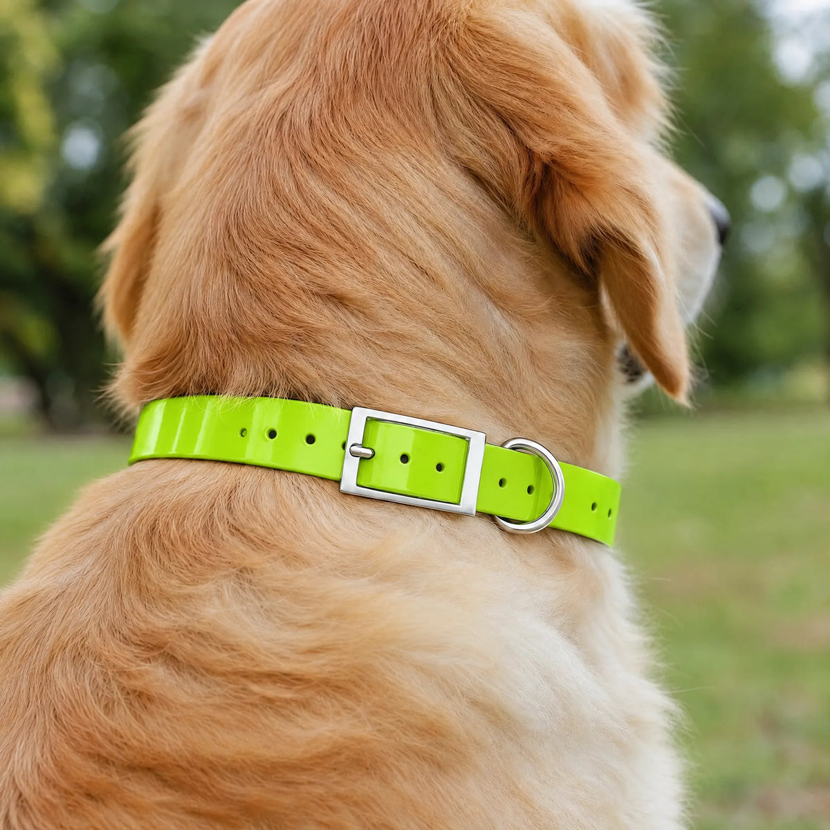 Golden retriever nel parco con il collare impermeabile in TPU verde neon