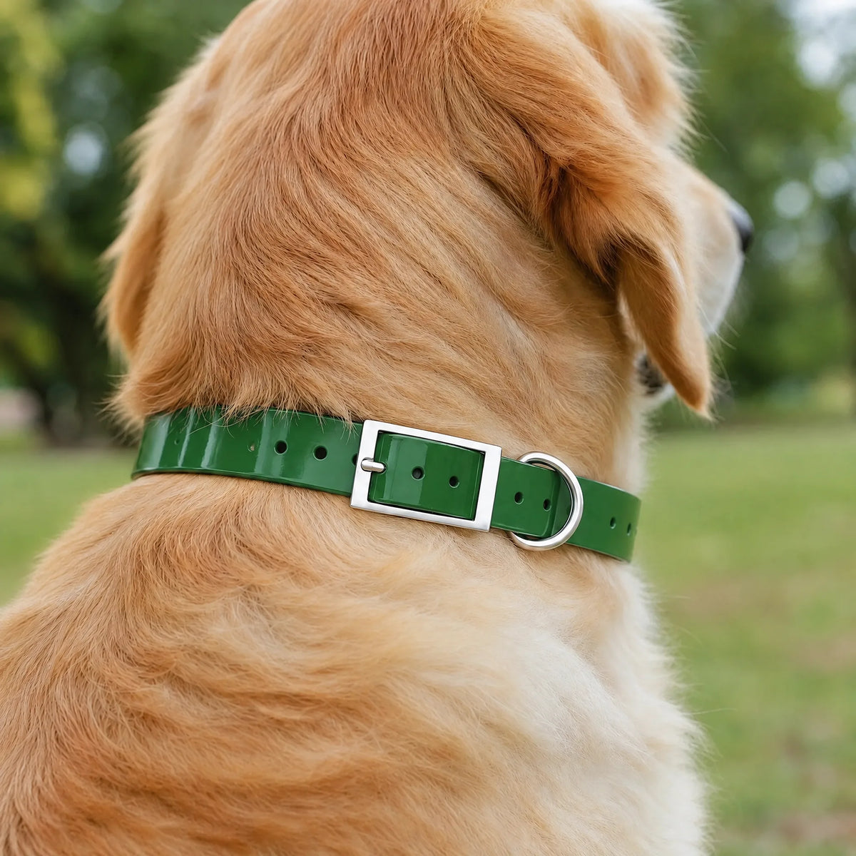 Golden retriever nel parco con il collare impermeabile in TPU verde
