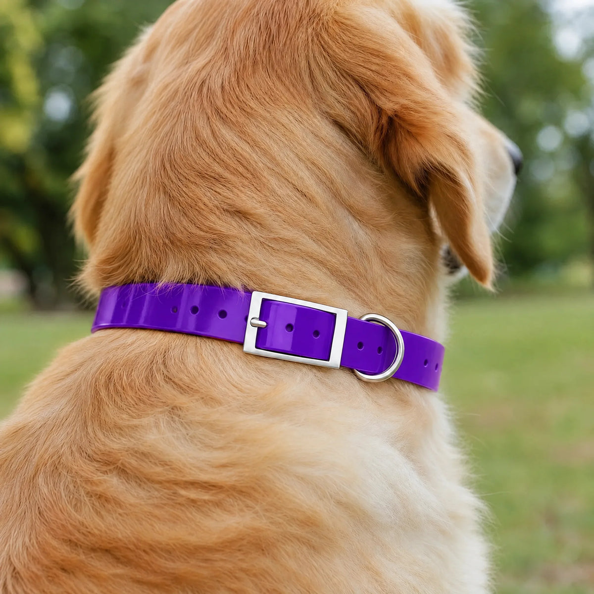Golden retriever nel parco con il collare impermeabile in TPU viola