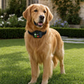 Golden retriever sereno in giardino con collare GPS per cani Felici Insieme