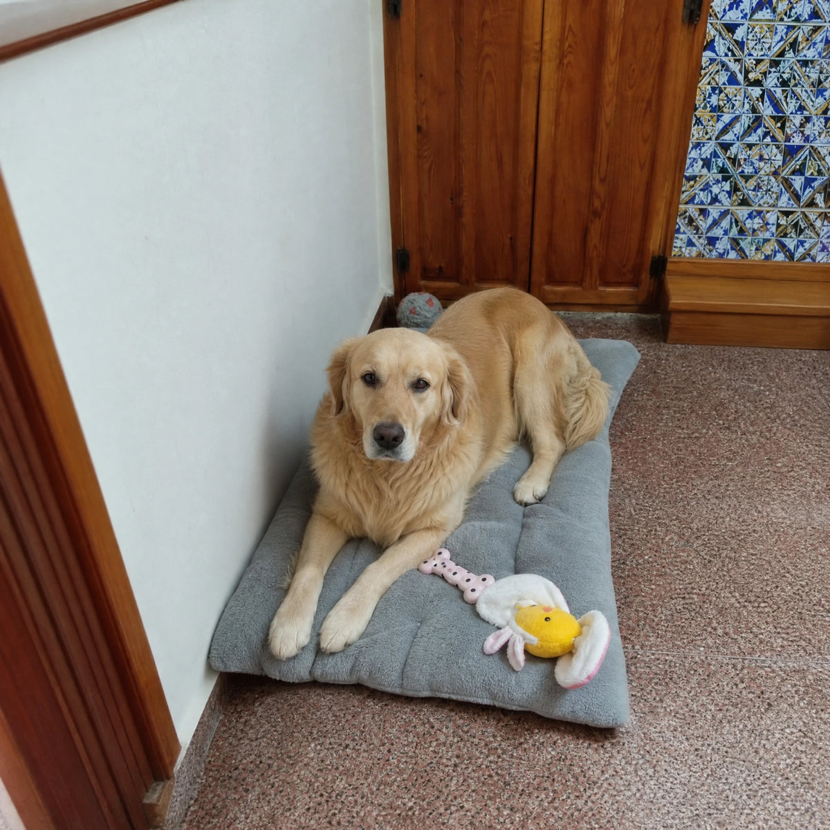 Golden Retriever sul cuscino materassino plush grigio nell ingresso di casa