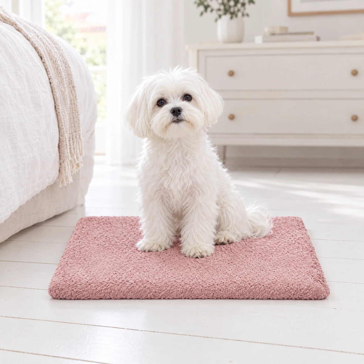 Maltese seduto sul cuscino per cani rosa in camera da letto