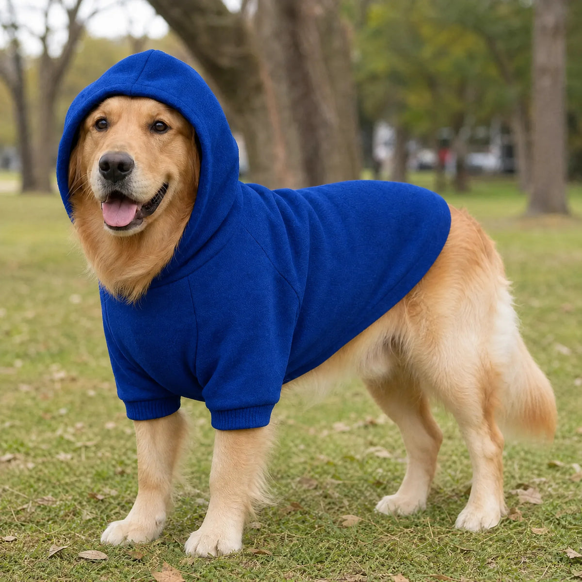 Cane al parco con la felpa sport con cappuccio blu