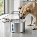 Cane che beve dalla fontanella in acciaio inox in cucina