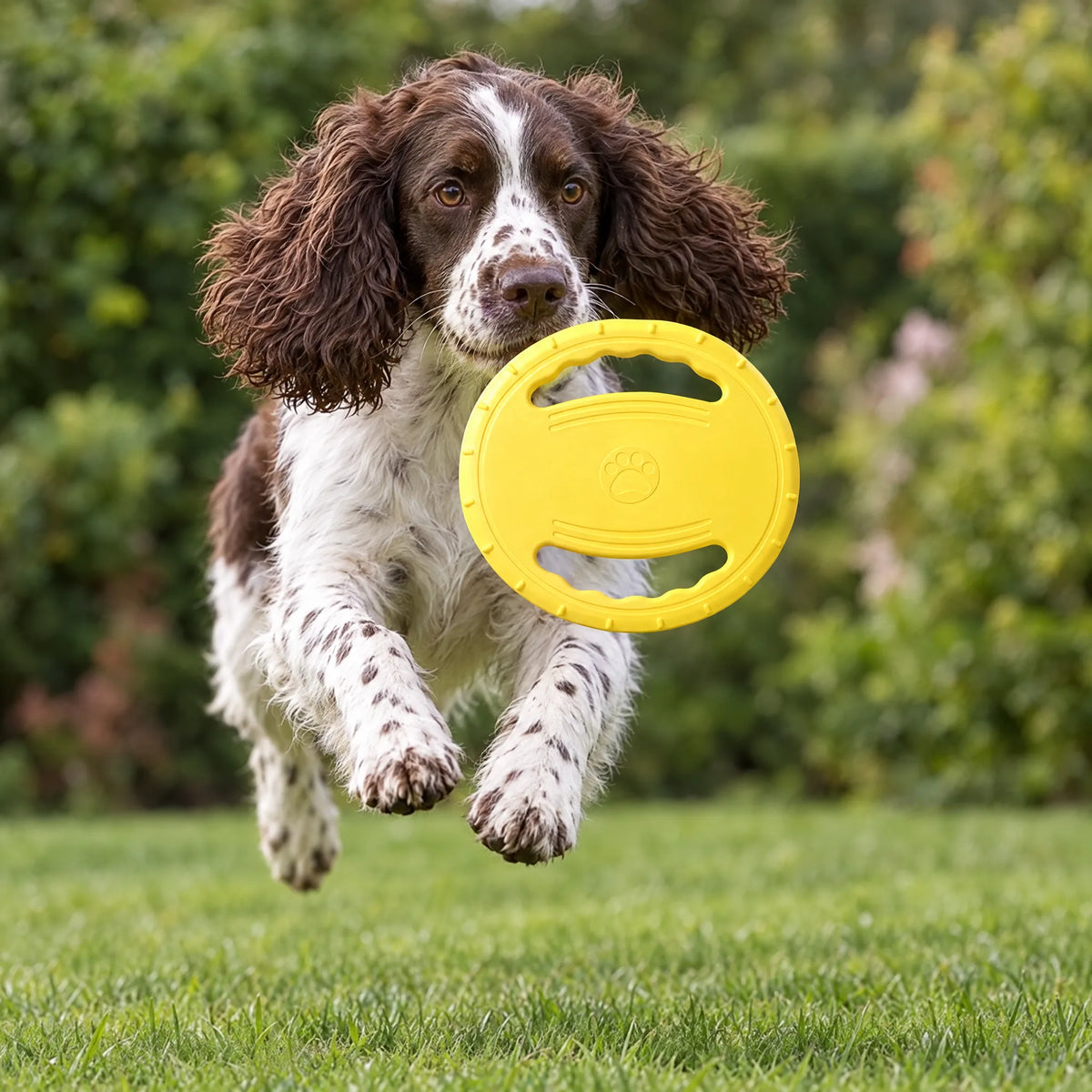 Springer spaniel che salta sul prato per prendere il frisbee per cani in EVA giallo