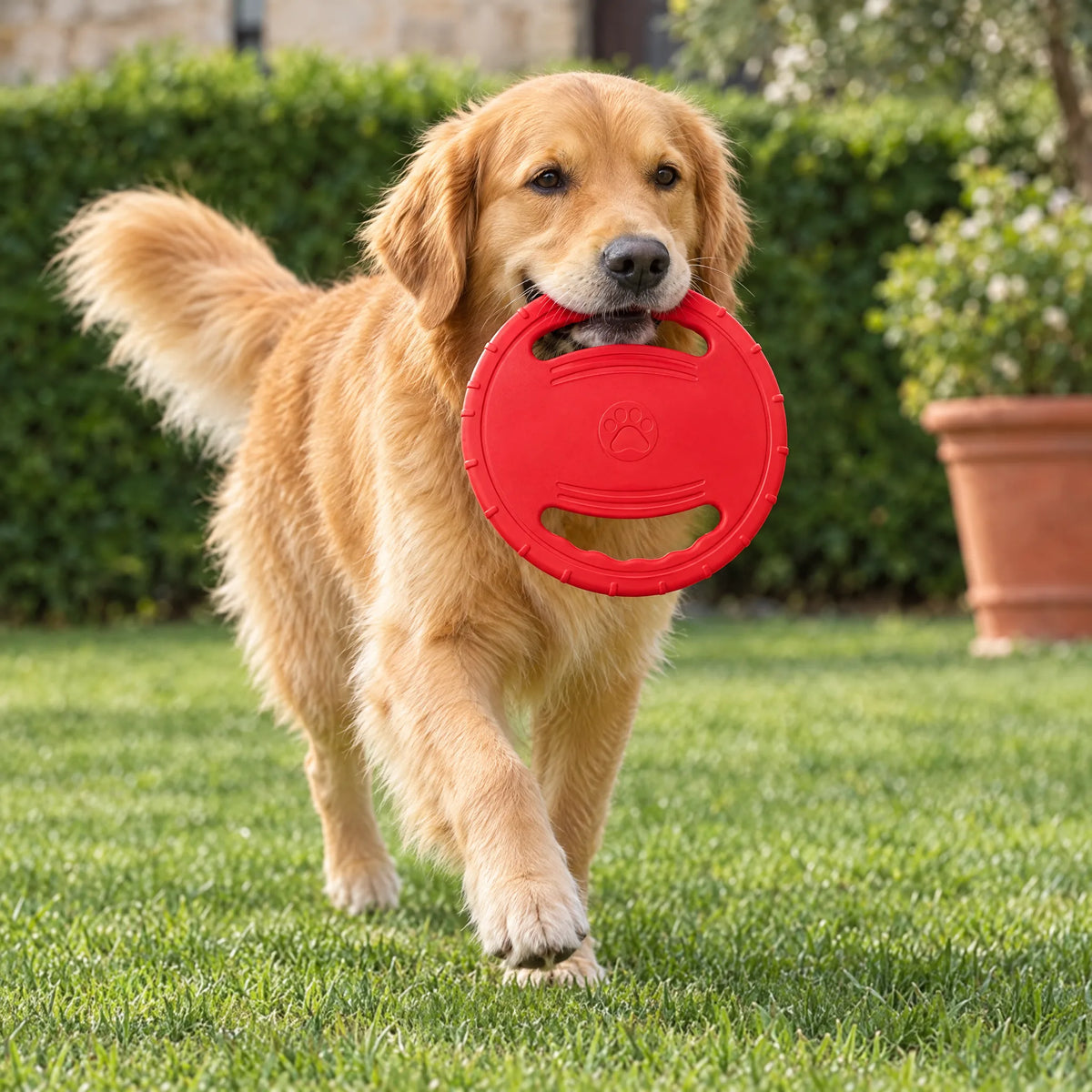 Golden retriever che attraversa il prato del giardino con il frisbee per cani in EVA rosso in bocca