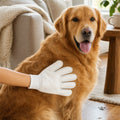 Mano con guanto salvietta che pulisce delicatamente il pelo di un cane in salotto
