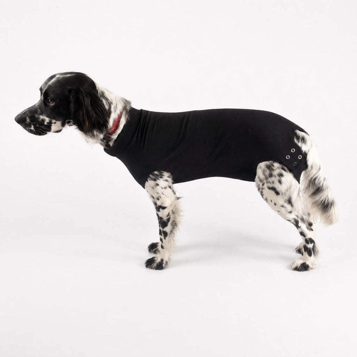 Body post operatorio per cani nero, vista laterale su sfondo bianco