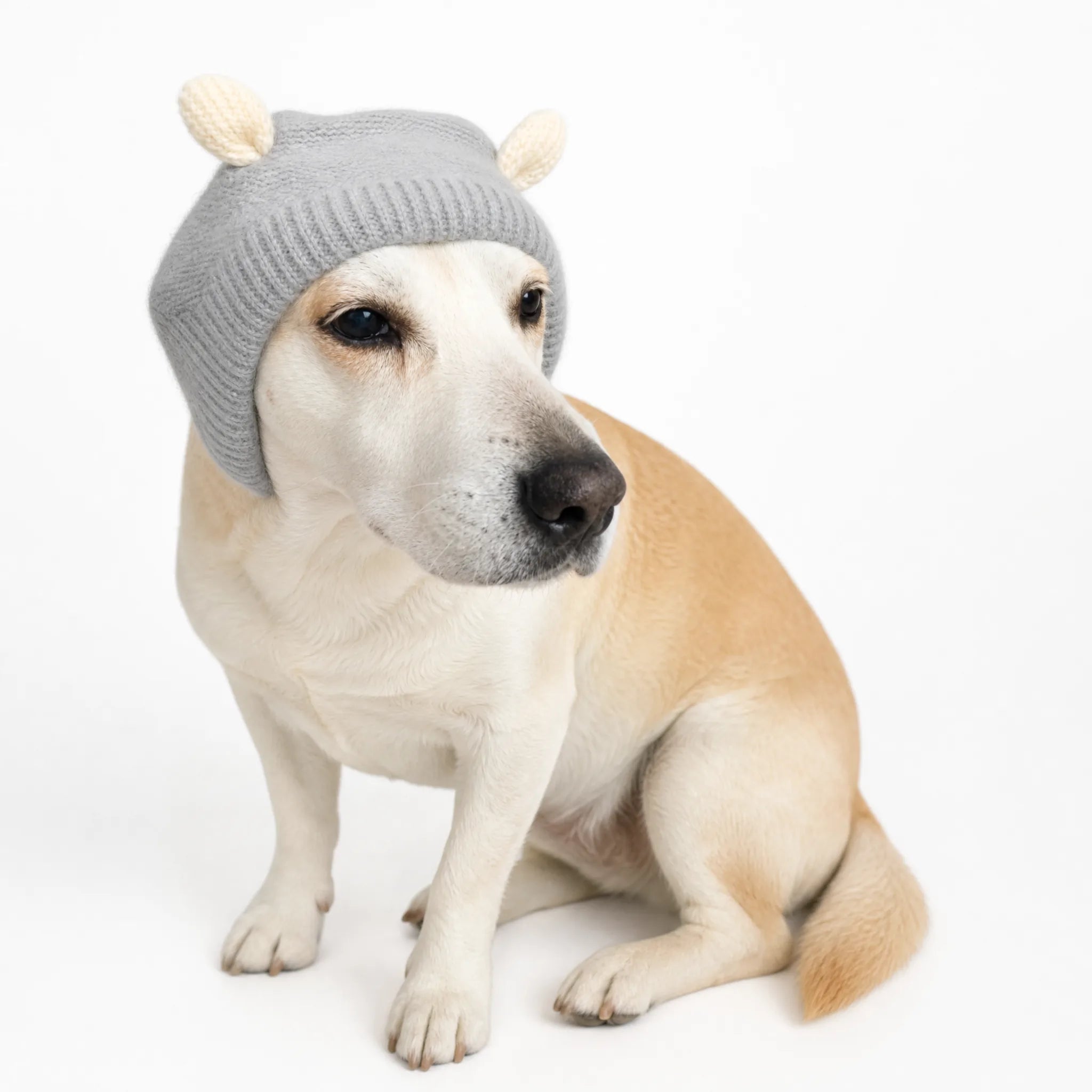 Cuffia antirumore in maglia per cani su sfondo bianco