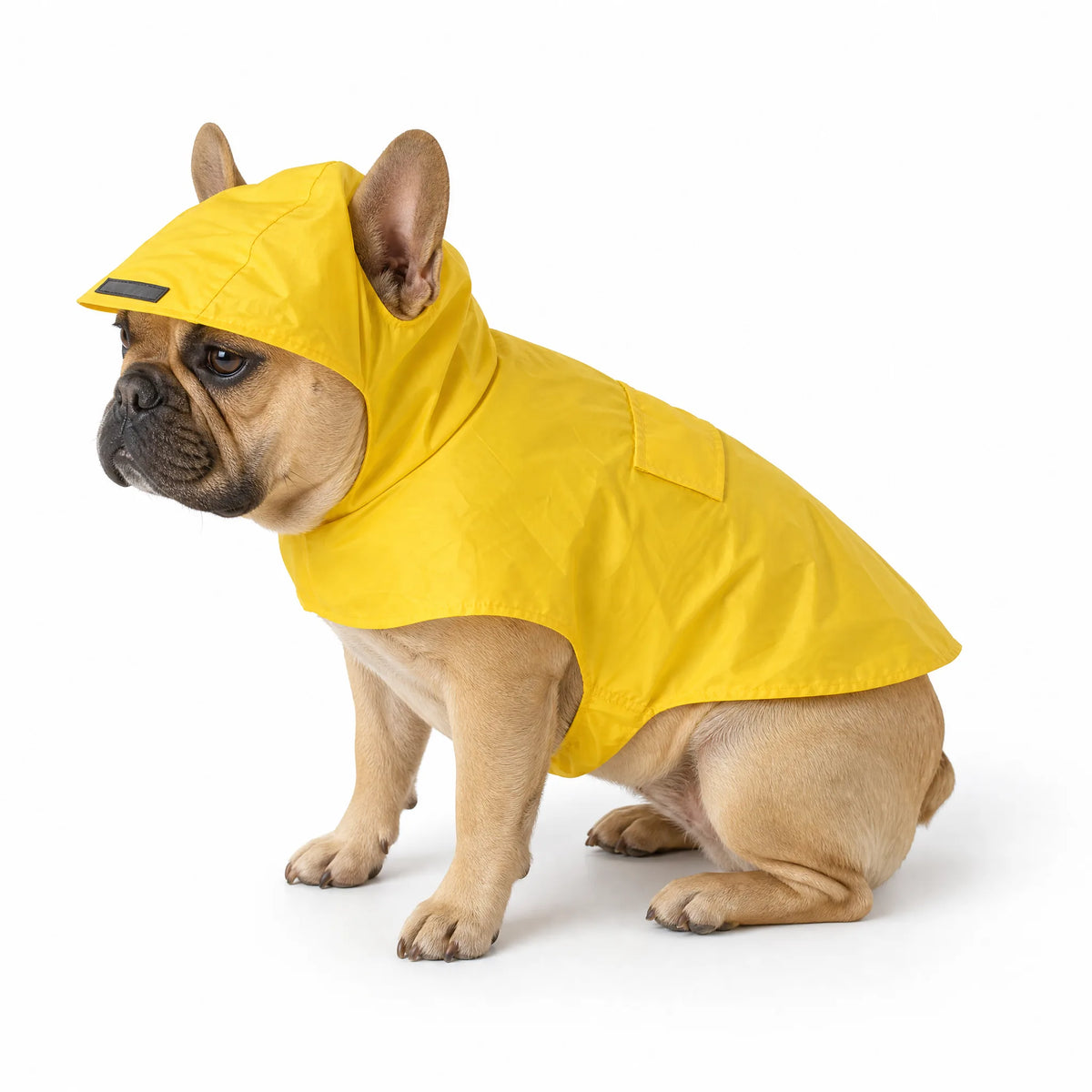 Bulldog francese seduto con poncho impermeabile giallo, foto studio su bianco