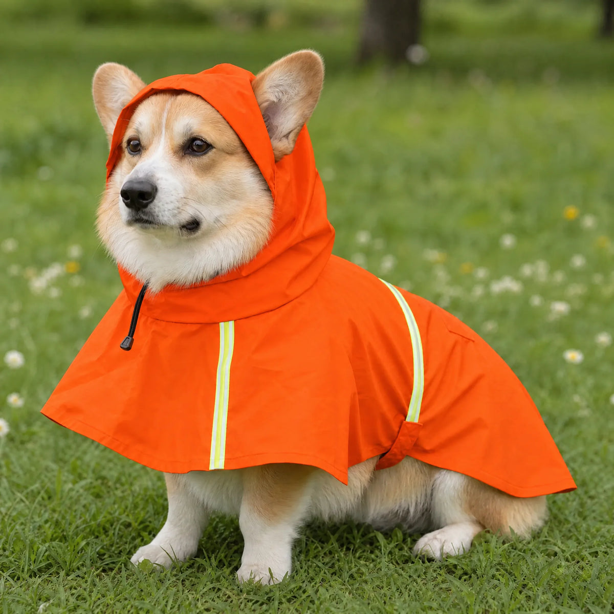 Corgi seduto sul prato con la mantella impermeabile arancione con bande riflettenti