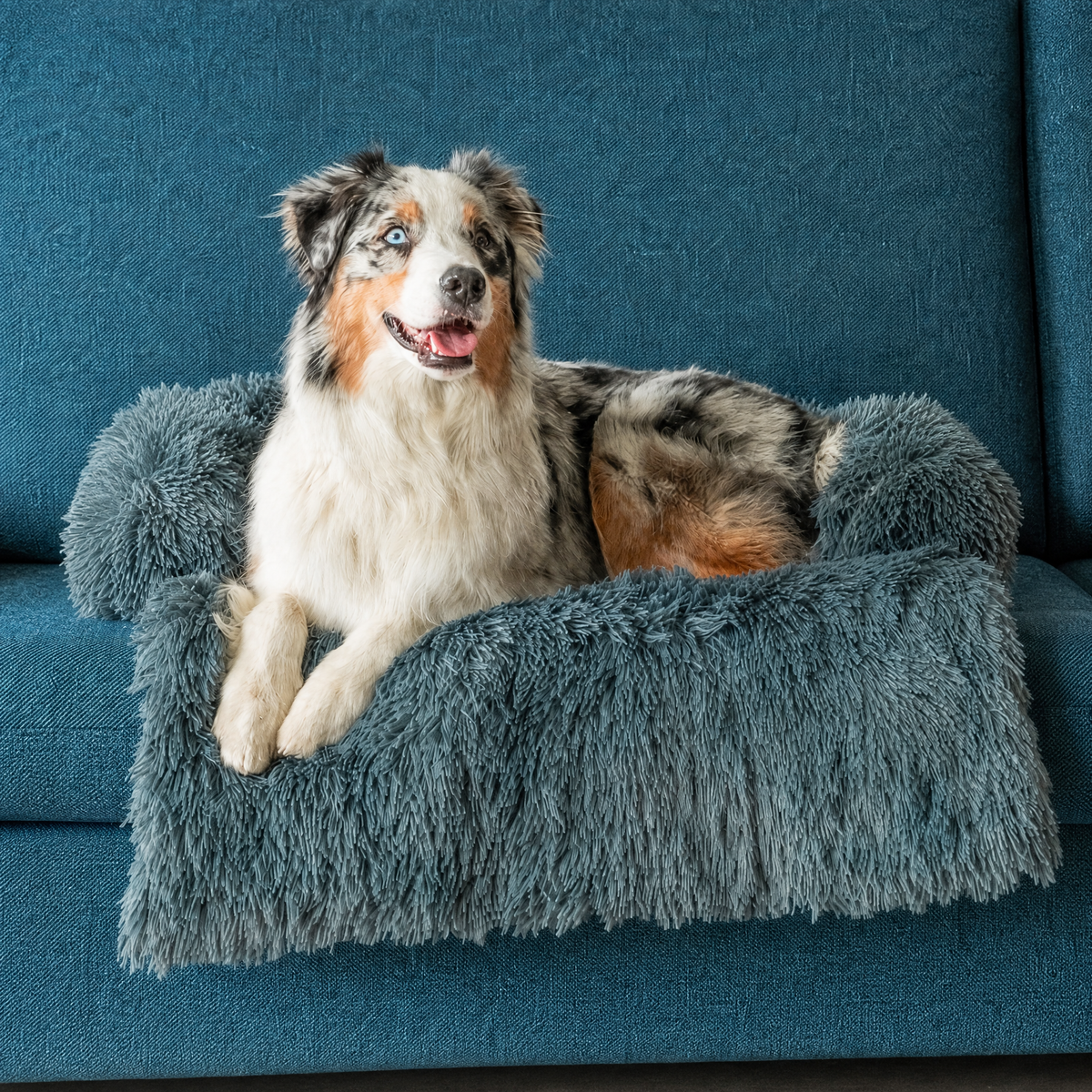 Cane sul copridivano calmante per cani, divano protetto