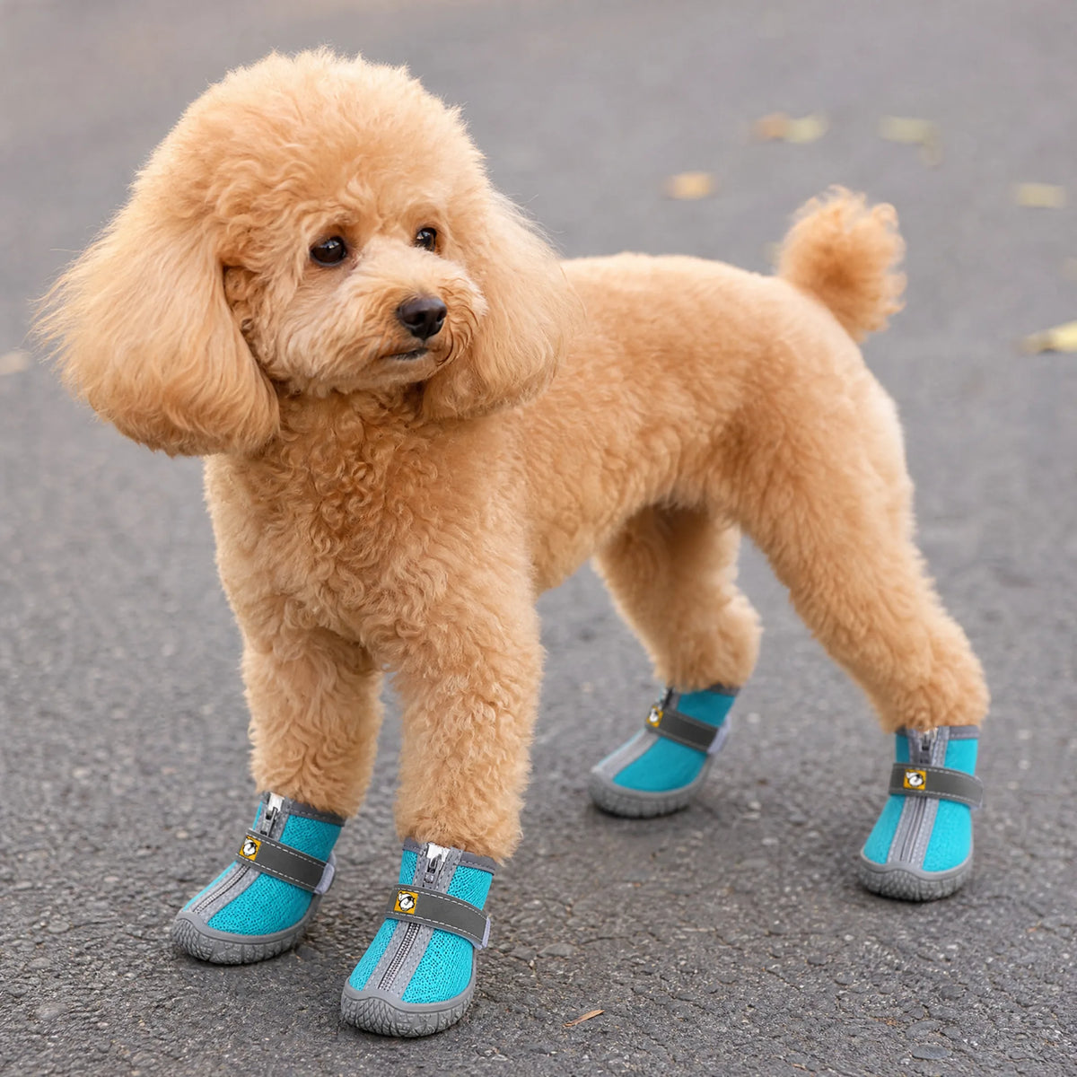 Cane con scarpe mesh antiscivolo zip set da 4 indossate