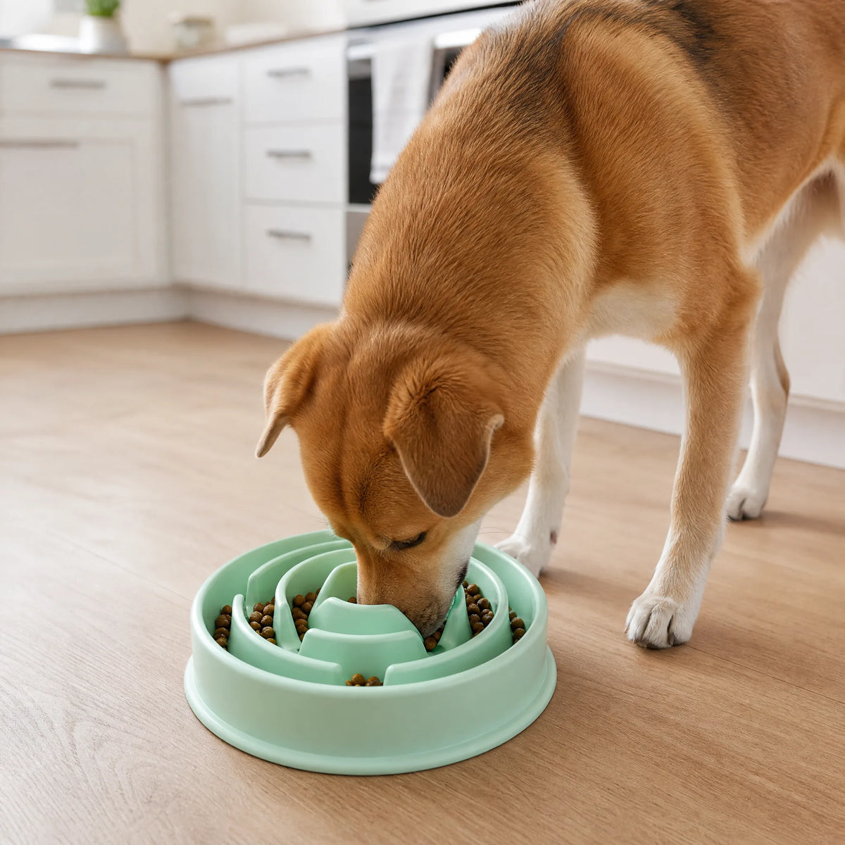 Cane mangia dalla ciotola anti-ingozzamento a spirale in cucina