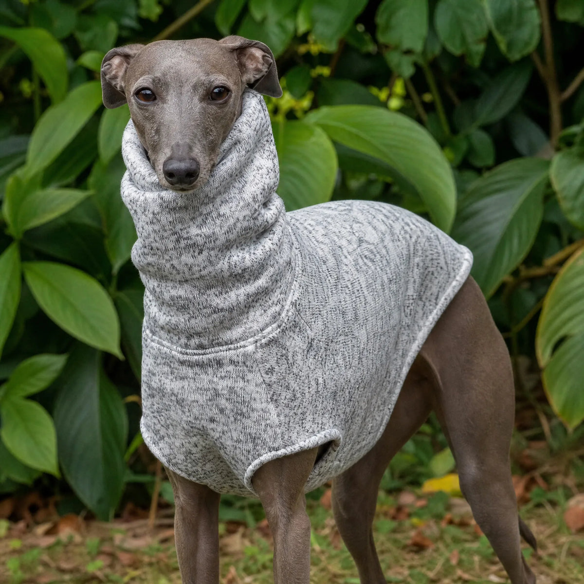 Levriero italiano con maglioncino cane in pile smanicato collo alto