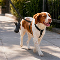 Sacchetti cane con dispenser sul guinzaglio in passeggiata