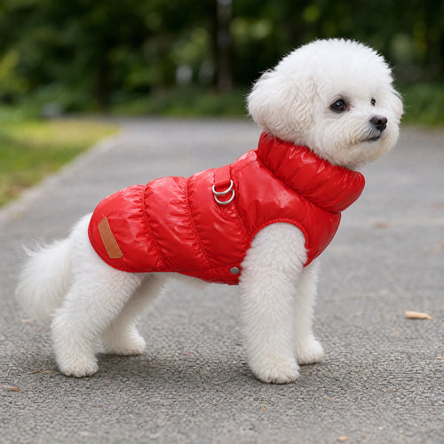 Cane piccolo con cappotto piumino collo alto all'aperto