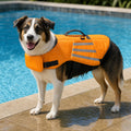 Cane con salvagente classico arancione in piscina