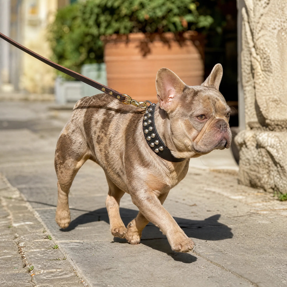 Bulldog francese al guinzaglio con collare per cani in vera pelle nera con borchie