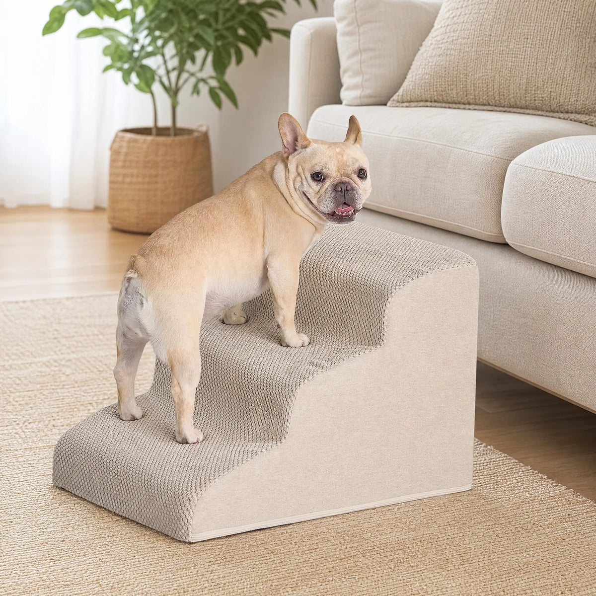 Bulldog francese sale sulla scaletta per cani verso il divano