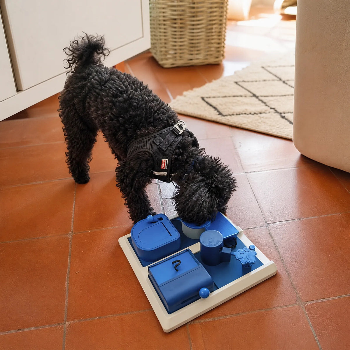 Barboncino nero che gioca con il puzzle box interattivo per cani in casa