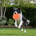 Frisbee per cani in silicone, cane che prende il disco in giardino
