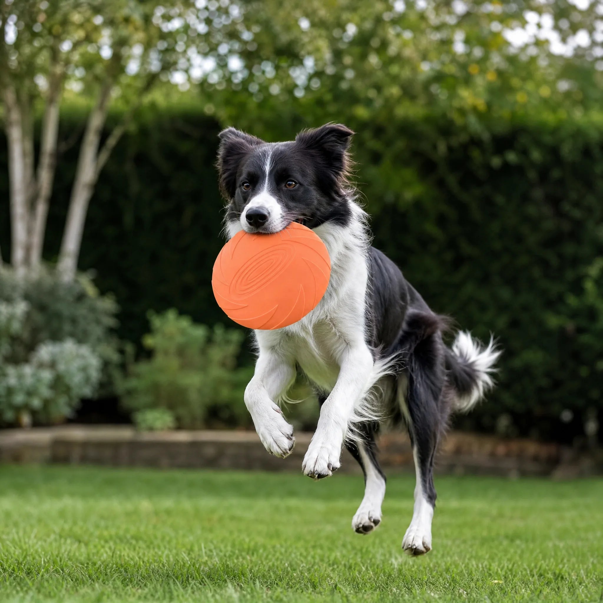 Frisbee per cani in silicone, cane che prende il disco in giardino
