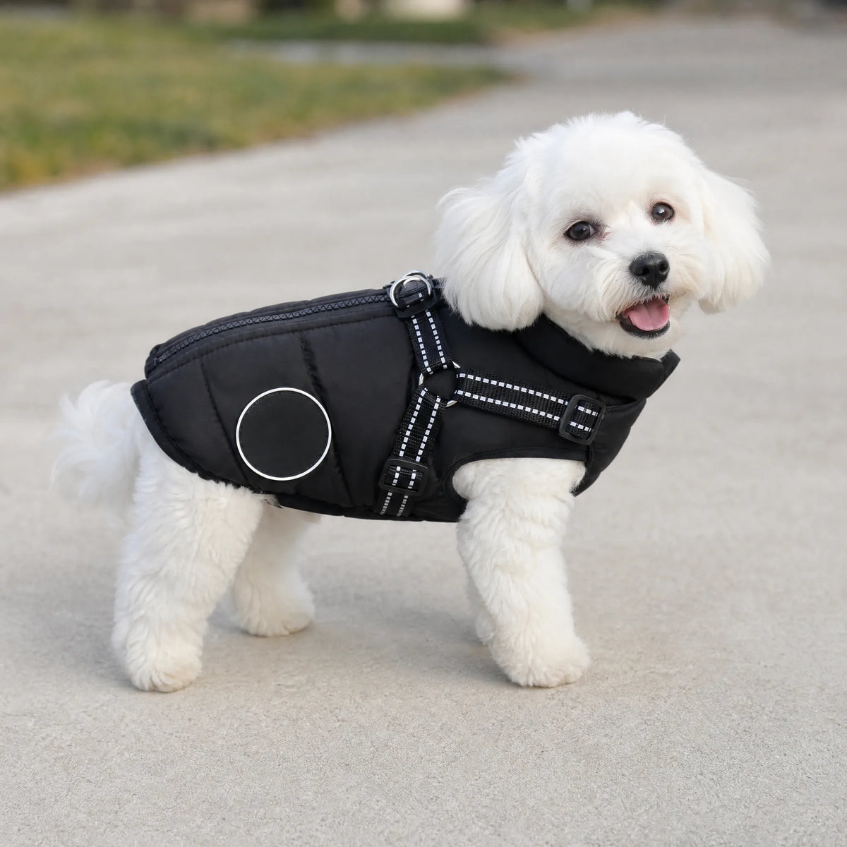 Gilet per cani impermeabile con pettorina - cane indossa il gilet nero
