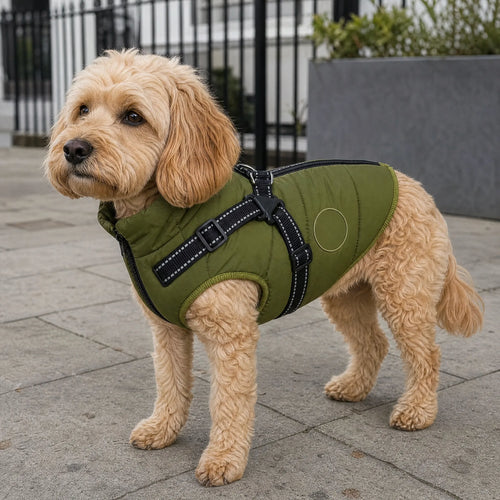 Cappotto cane impermeabile con pettorina indossato — lifestyle