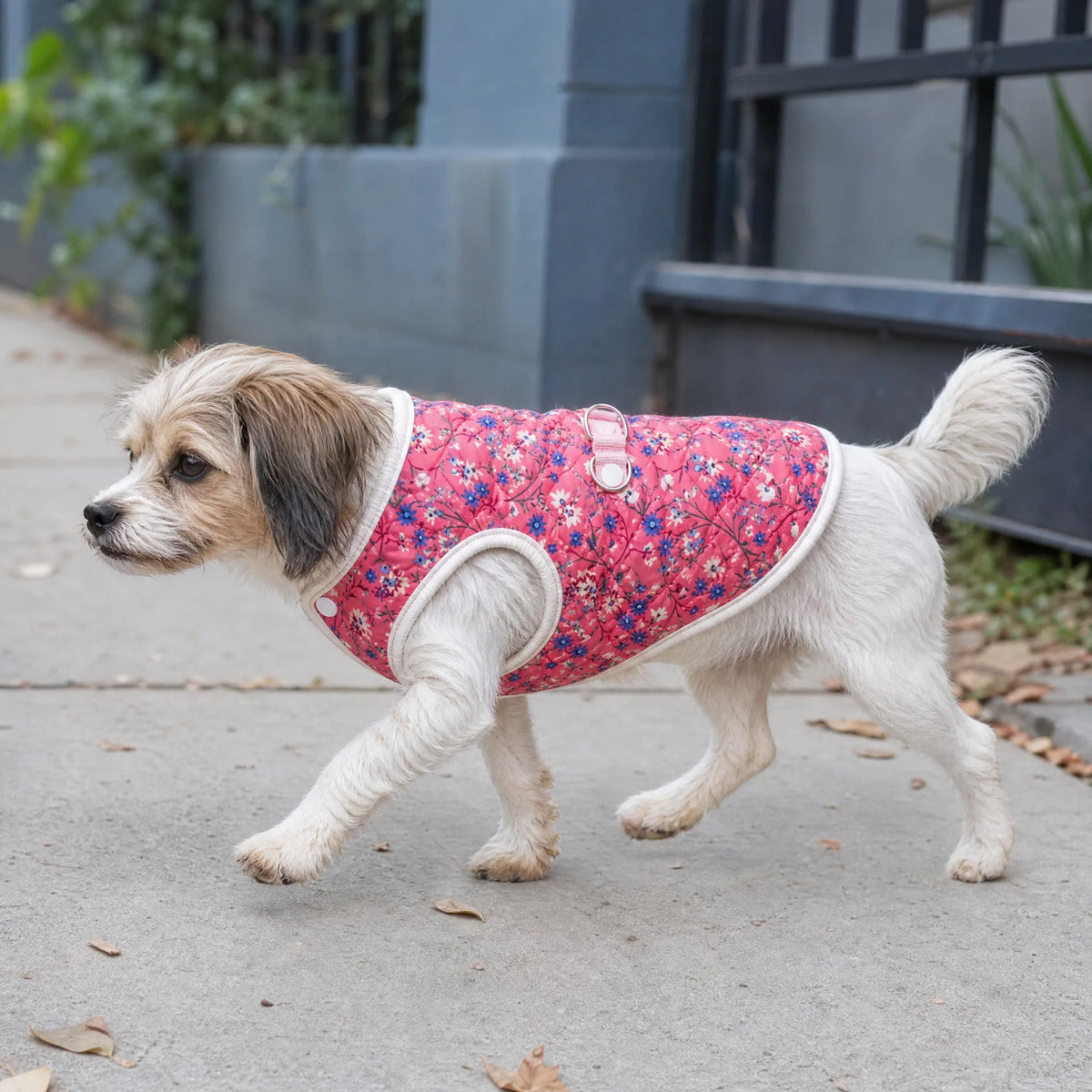 Cane in passeggiata con cappottino floreale