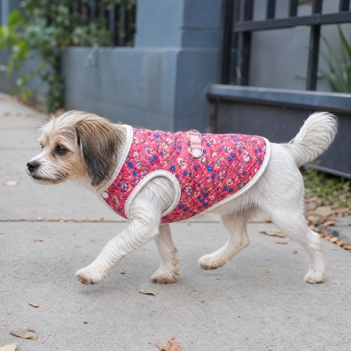 Cane in passeggiata con cappottino floreale