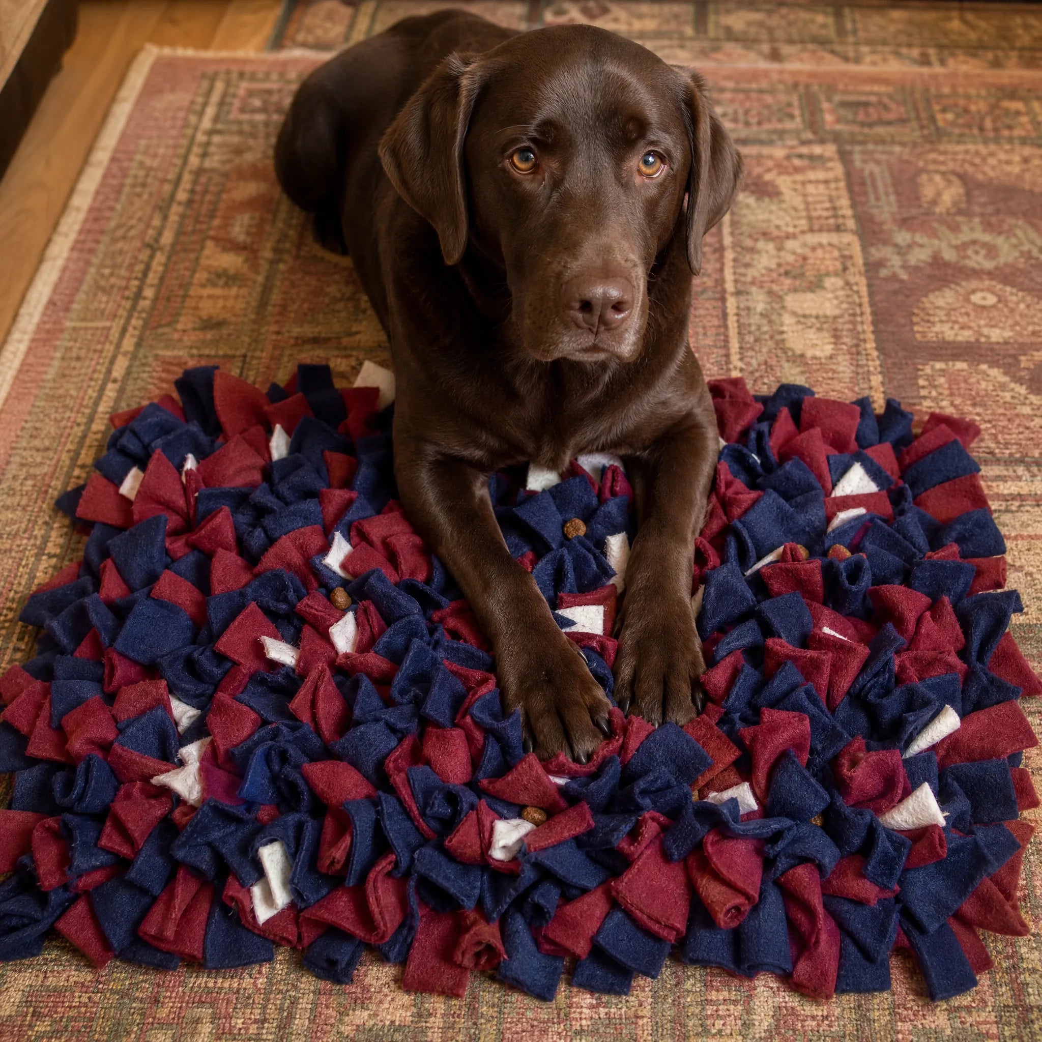 Labrador con il tappeto olfattivo snuffle mat in soggiorno