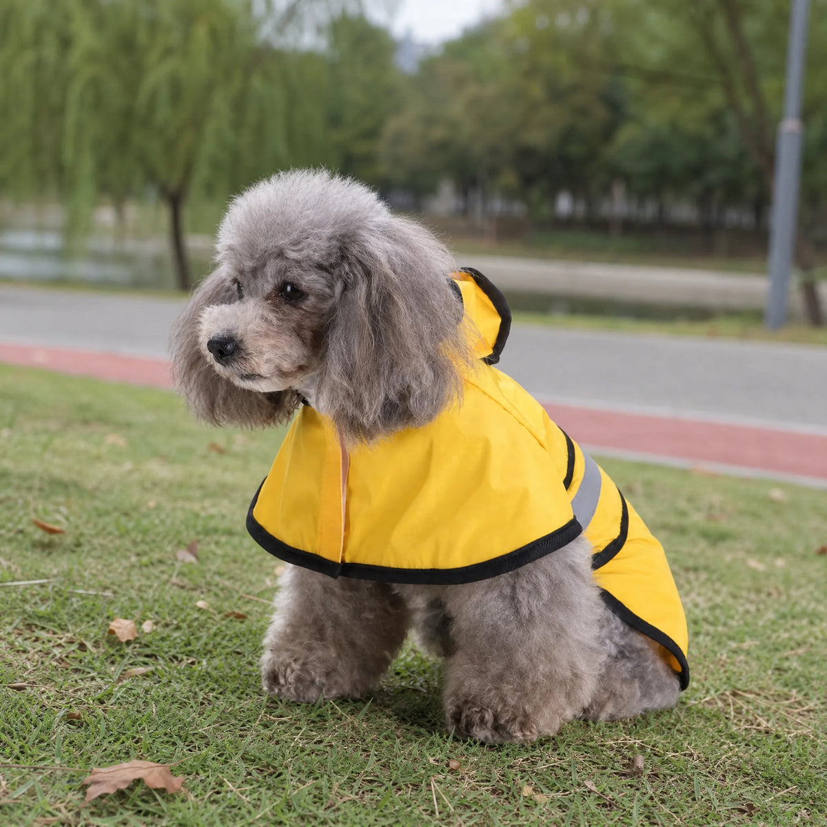 Impermeabile cane giallo con cappuccio al parco