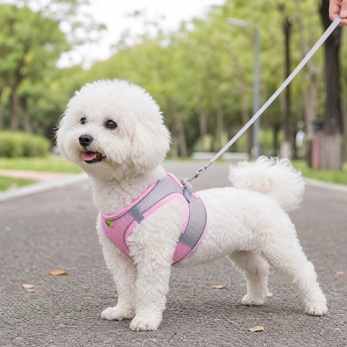 Cane piccolo con pettorina mesh soft in passeggiata